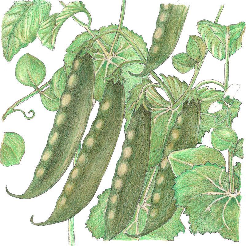Organic Pea, Mammoth Melting (1/2 lb) Peaceful Valley