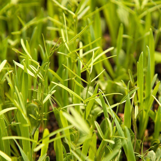 Organic Peaceful Valley Budget Soil Builder Mix - Raw Seed (lb) Peaceful Valley