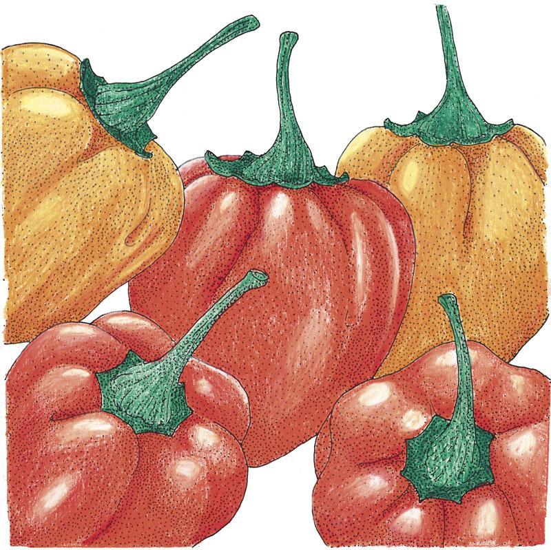 Organic Pepper, Hot Habanero (1 oz) Peaceful Valley