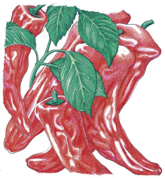 Organic Pepper, Sweet Marconi Red (1 oz) Peaceful Valley