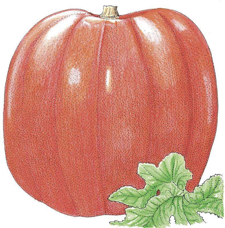 Organic Pumpkin, Big Max (1/4 lb) Peaceful Valley
