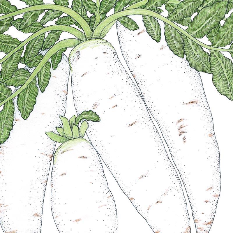 Organic Radish, Daikon (1/4 lb) Peaceful Valley