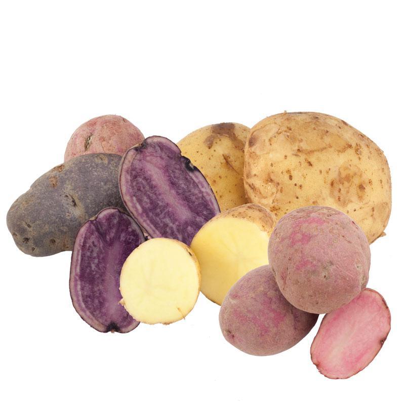Rainbow Mix Potato (Organic) Grow Organic