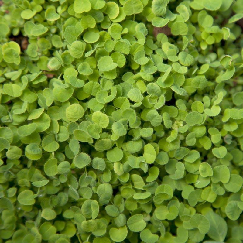 Organic Red Clover - Raw Seed (lb) Grow Organic