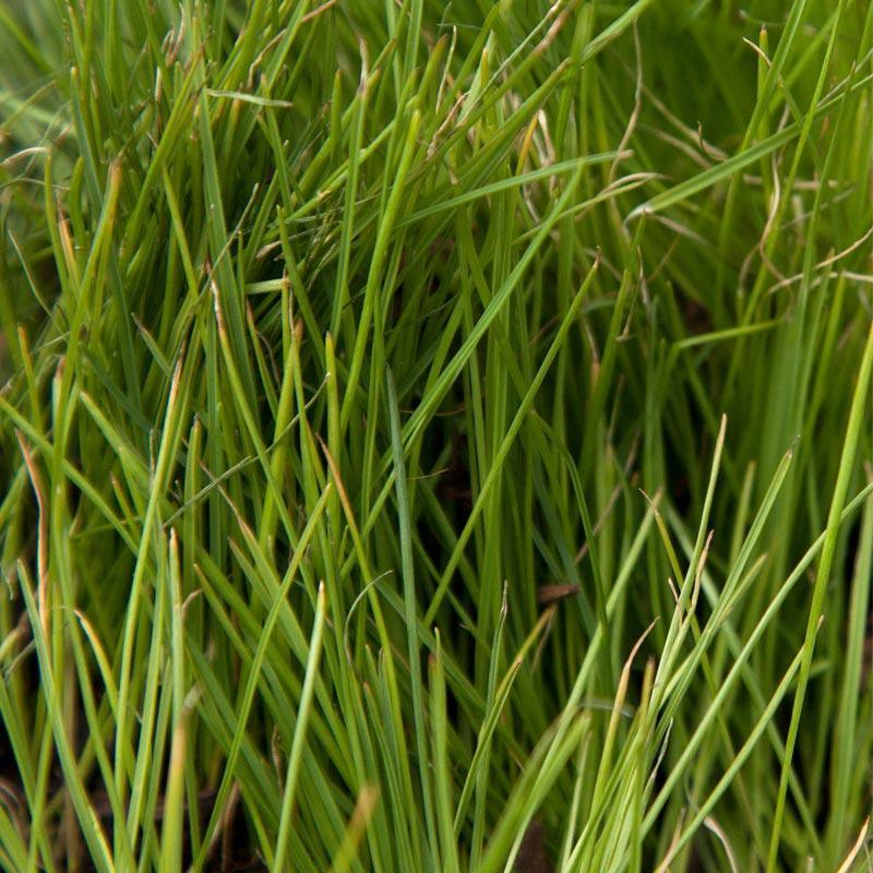 Organic Ryegrass, Intermediate (lb) Grow Organic