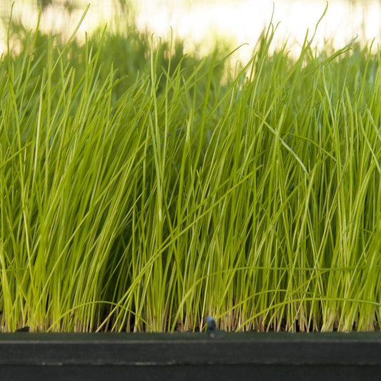 Organic Ryegrass, Oregon Annual (lb) Grow Organic