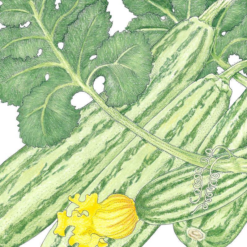 Organic Summer Squash, Cocozelle (1/4 lb) Peaceful Valley