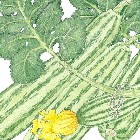 Organic Summer Squash, Cocozelle (1/4 lb) Peaceful Valley
