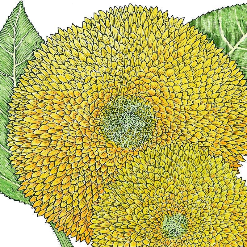 Organic Sunflower, Teddy Bear (1/4 lb) Peaceful Valley