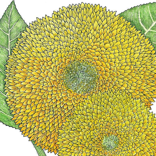 Organic Sunflower, Teddy Bear (1/4 lb) Peaceful Valley