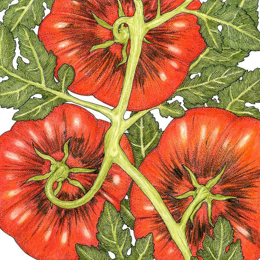 Organic Tomato, Black Krim (1 oz) Peaceful Valley