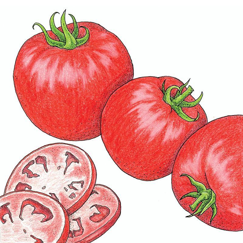 Organic Tomato, Homestead 1 oz Peaceful Valley