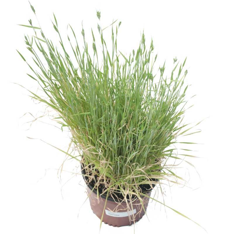 Organic Triticale Seed (lb) Grow Organic