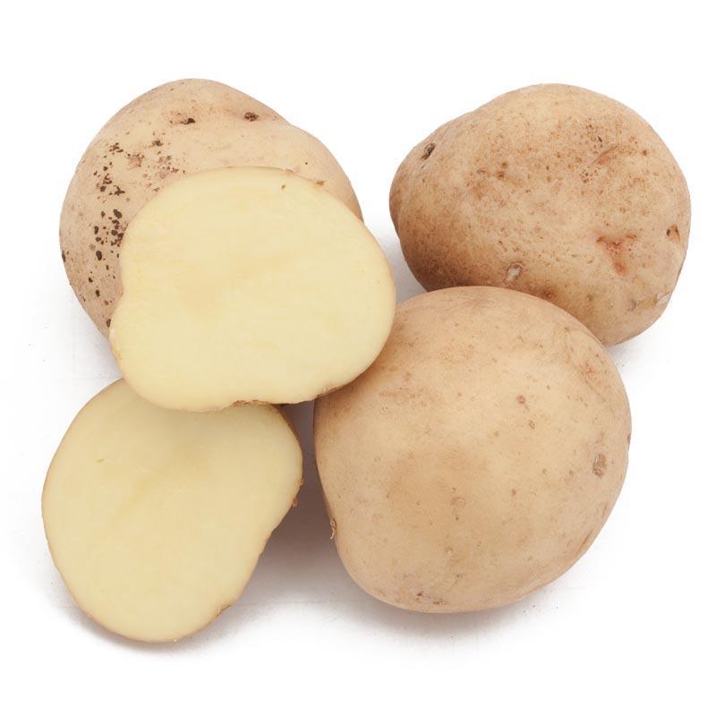 Fall-Planted Organic Yukon Gold Seed Potatoes (lb) Grow Organic