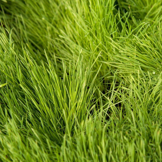 Close-up of dense green orchardgrass blades