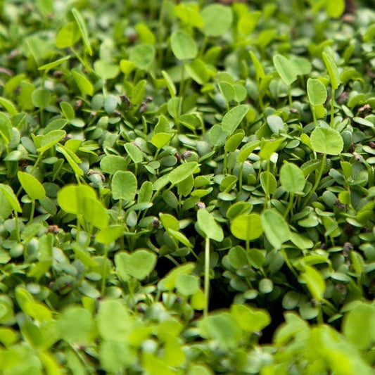 Palestine Strawberry Clover - Nitrocoated Seed (lb) Grow Organic