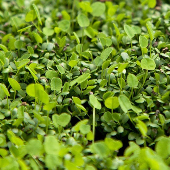 Palestine Strawberry Clover - Nitrocoated Seed (lb) Grow Organic