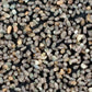 Moth Egg Parasite - Trichogramma Wasp (Card of 100K) Grow Organic