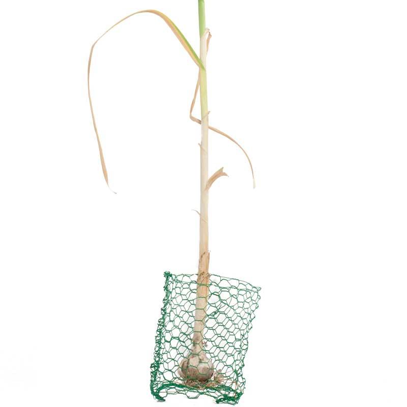 Root Guard Gopher Basket Mini (6/pk) Digger's