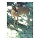 Deer Fencing (7.5'X 330') Tenax