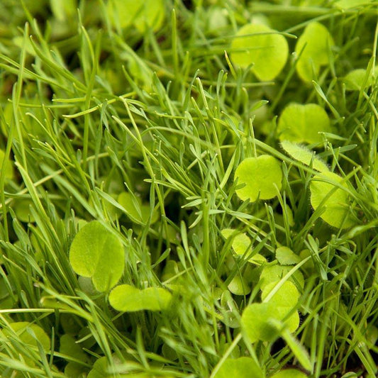 Peaceful Valley Basic Erosion Control Mix - Nitrocoated Seed (lb) Peaceful Valley