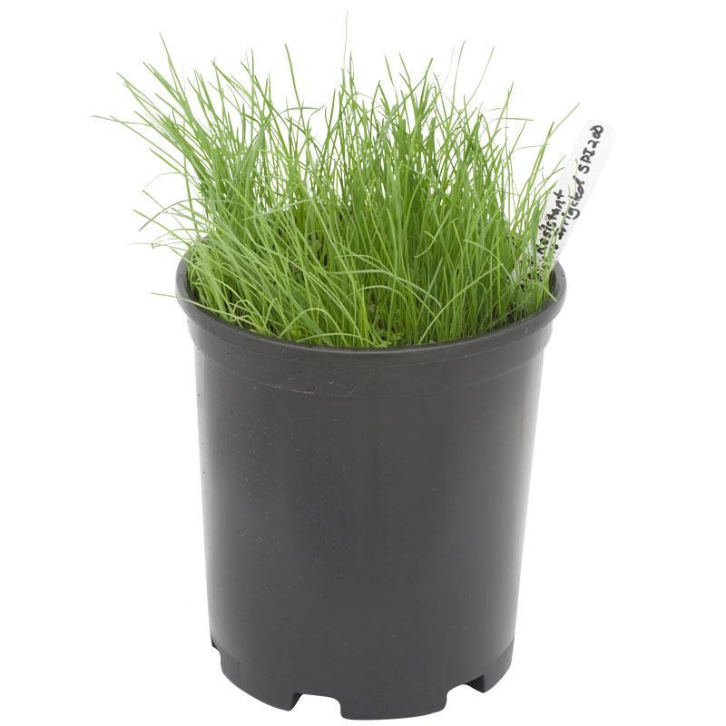 Peaceful Valley Bloat Resistant Irrigated Pasture Mix - Nitrocoated Seed (lb) Peaceful Valley