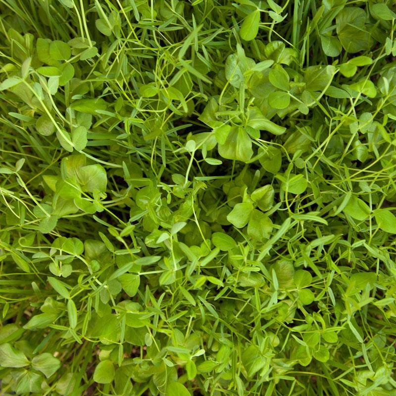Peaceful Valley Budget Soil Builder Mix - Raw Seed (lb) Peaceful Valley