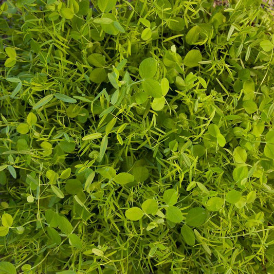 Peaceful Valley Cold Zone Soil Builder Mix - Raw Seed (lb) Peaceful Valley