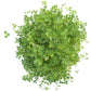 Peaceful Valley Dryland Clover Mix - Nitrocoated Seed (lb) Peaceful Valley