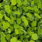 Peaceful Valley Easy Care Cover Crop Mix - Nitrocoated Seed (lb) Peaceful Valley