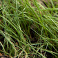 Peaceful Valley General Livestock Irrigated Pasture Mix - Nitrocoated Seed (lb) Peaceful Valley