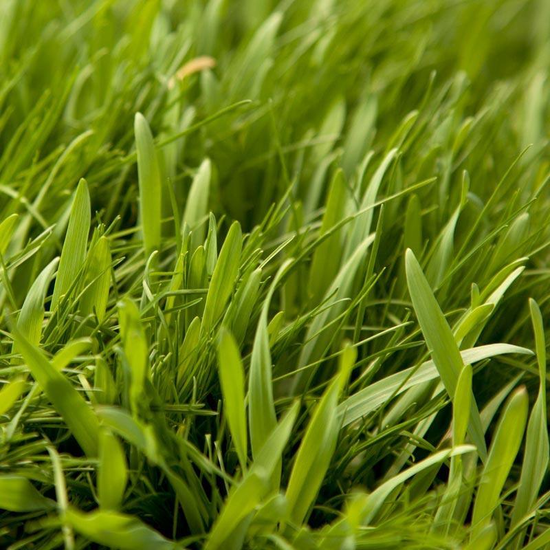 Peaceful Valley General Purpose Erosion Mix - Nitrocoated Seed (lb) Peaceful Valley
