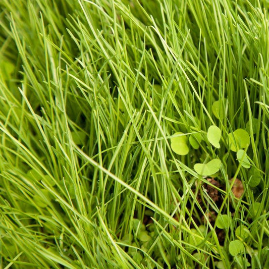 Peaceful Valley Grass Valley Range Mix for Dryland - Nitrocoated Seed (lb) Peaceful Valley