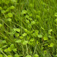 Peaceful Valley Irrigated Intermountain Pasture Mix - Nitrocoated Seed (lb) Peaceful Valley