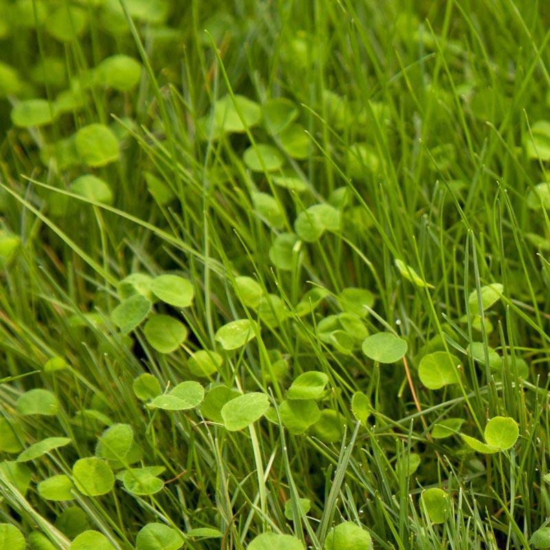 Peaceful Valley Irrigated Intermountain Pasture Mix - Nitrocoated Seed (lb) Peaceful Valley