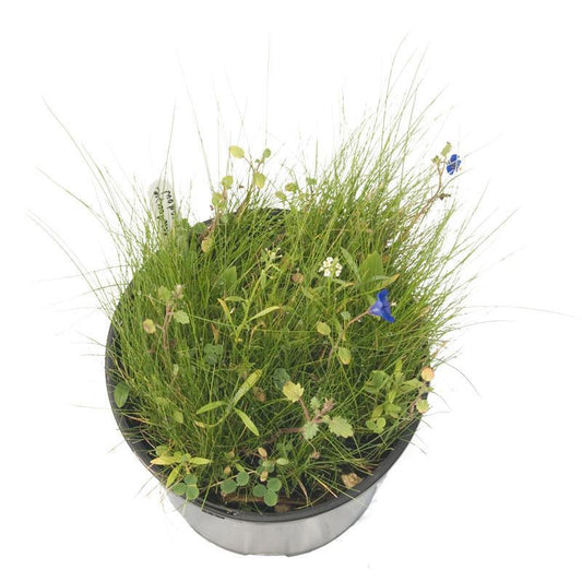 Peaceful Valley Kaleidoscope Meadow Mix - Seed (lb) Peaceful Valley