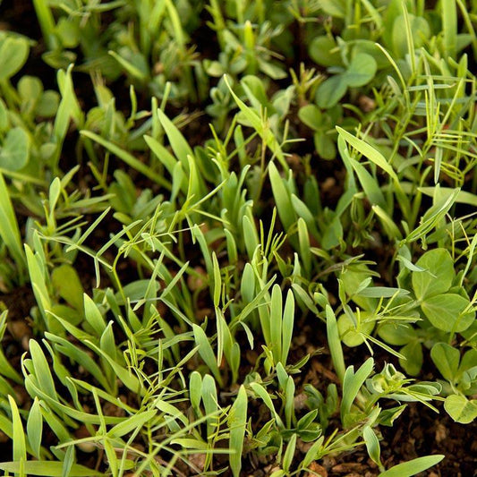 Peaceful Valley Legume Oat Mix #1 - Raw Seed (lb) Peaceful Valley