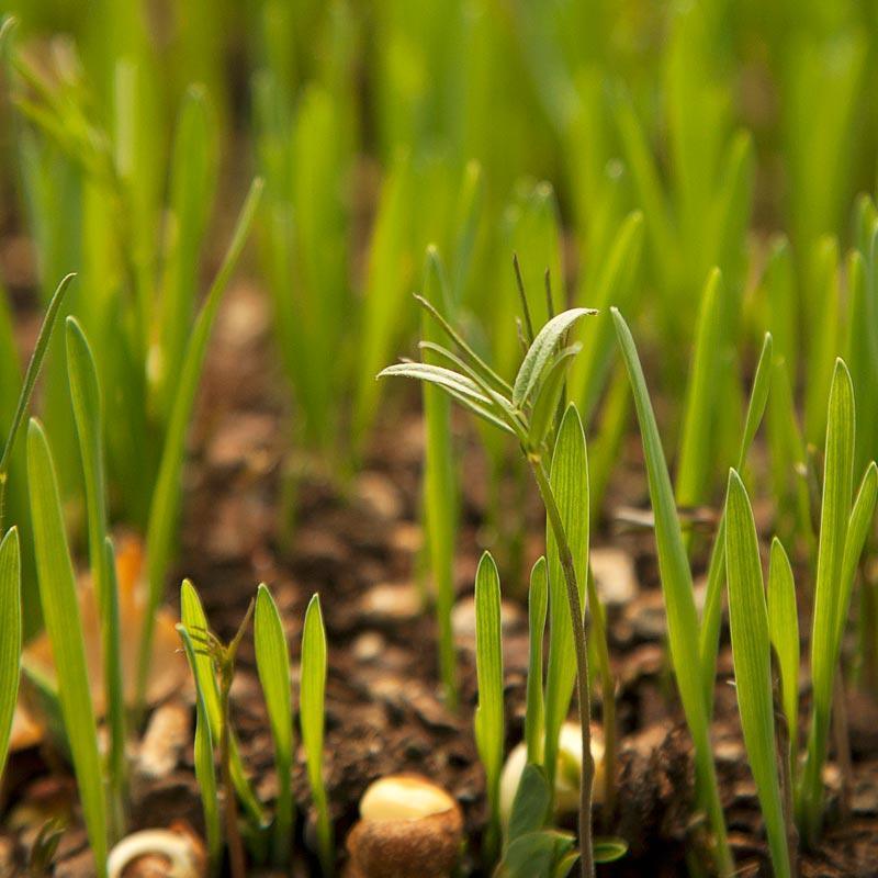 Peaceful Valley Legume Oat Mix #2 - Raw Seed (lb) Peaceful Valley