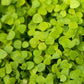 Peaceful Valley Low-Growing Clover Mix - Nitrocoated Seed (lb) Peaceful Valley