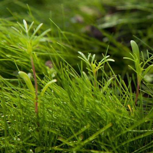 Peaceful Valley Low-Growing Grasses & Wildflowers Seed (lb) Peaceful Valley