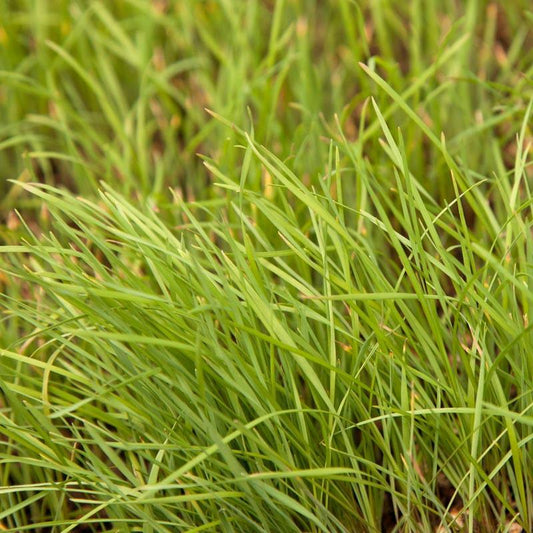 Peaceful Valley Native Grass Mix Seed (lb) Grow Organic