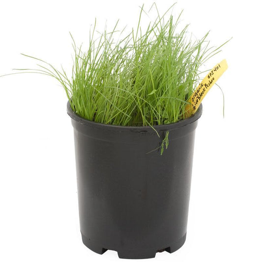 Peaceful Valley Organic General Livestock Irrigated Pasture Mix - Nitrocoated Seed (lb) Peaceful Valley