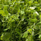 Peaceful Valley Organic Premium Soil Builder Mix - Raw Seed (lb) Peaceful Valley