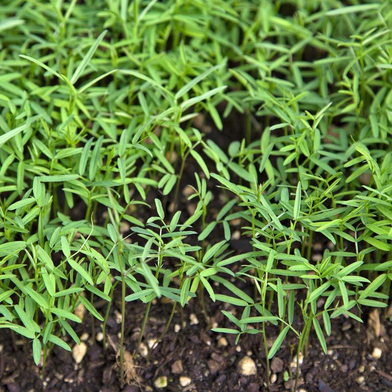 Peaceful Valley Organic Vetch Mix Raw (lb) Peaceful Valley