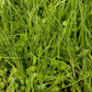 Peaceful Valley Quick Cover Erosion Mix - Nitrocoated Seed (lb) Peaceful Valley