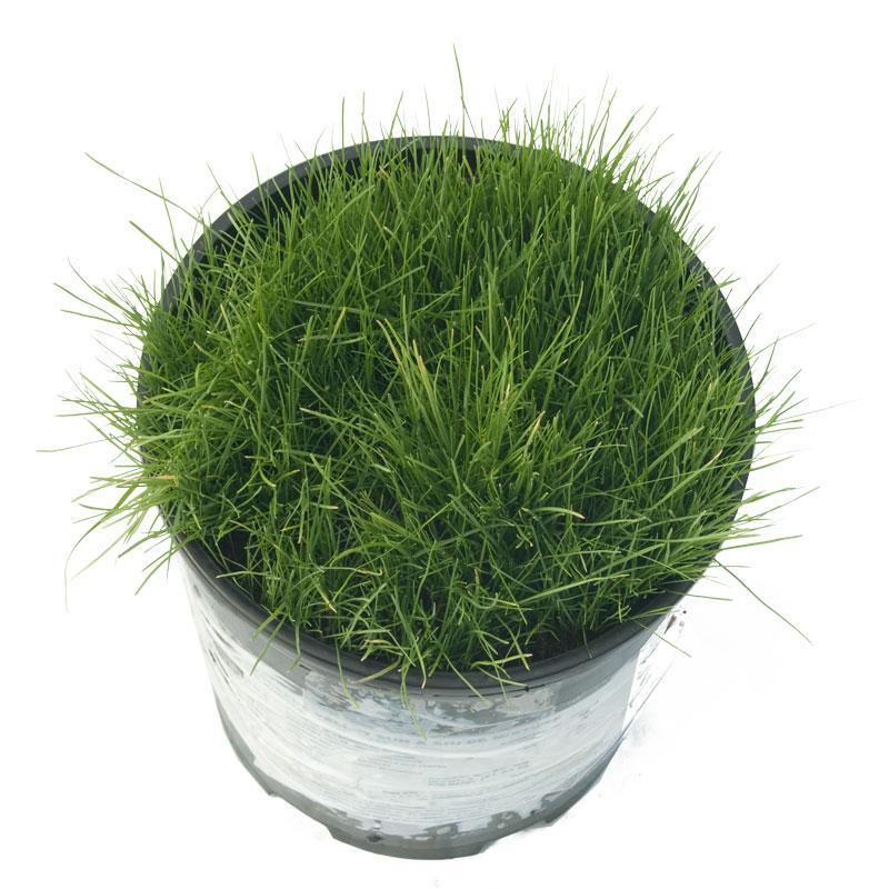 Peaceful Valley Sun & Shade Lawn Seed (5 lb Bag) Grow Organic