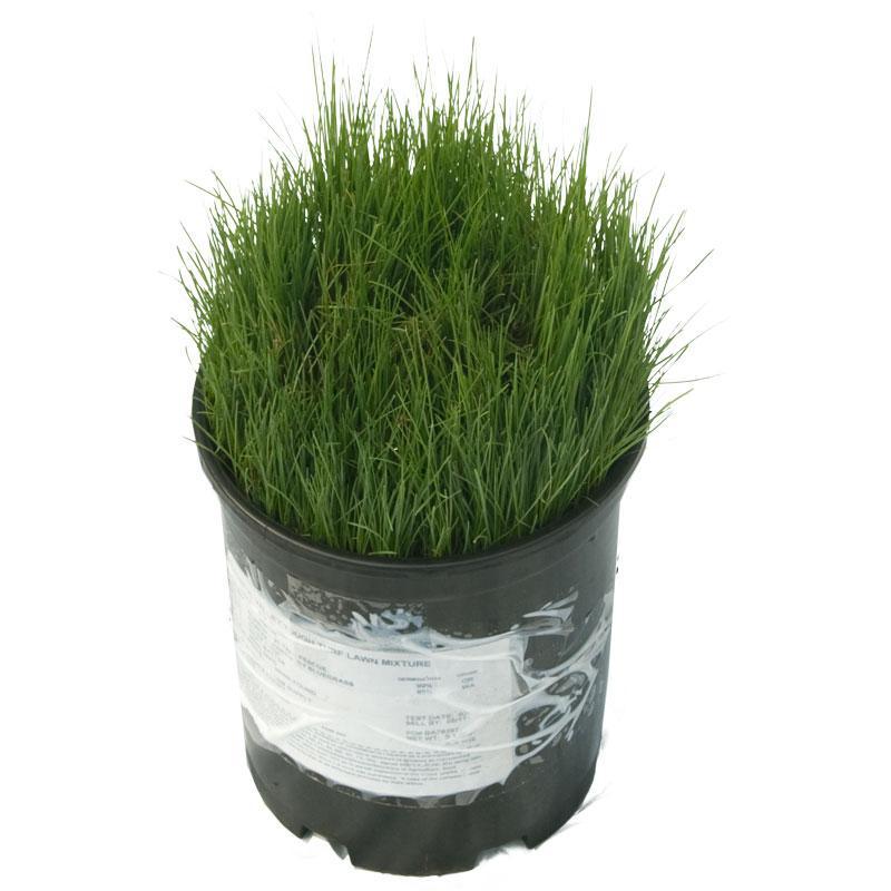 Peaceful Valley Tough Turf Lawn Seed (5 lb Bag) Grow Organic