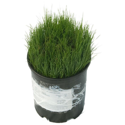 Peaceful Valley Tough Turf Lawn Seed (5 lb Bag) Grow Organic