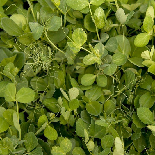 Peaceful Valley Winter Edible Cover Crop Mix - Raw Seed (lb) Peaceful Valley