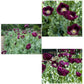 Lauren's Dark Grape California Poppy Flower Seeds Renee's Garden